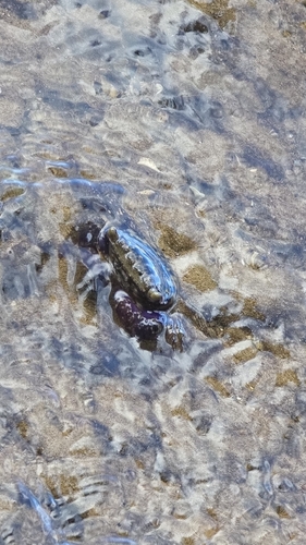 Pachygrapsus, 2026-10-13