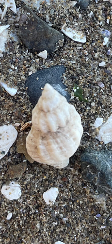Urosalpinx cinerea observed 2026-10-13