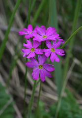 Primula cortusoides