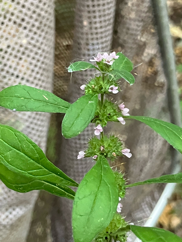 False Motherwort