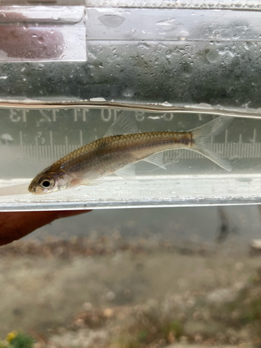 Plains Sand Shiner