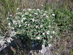 Tournefortia sibirica