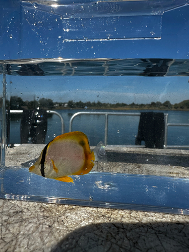 Spotfin Butterflyfish