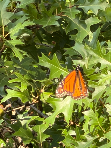 Monarch
