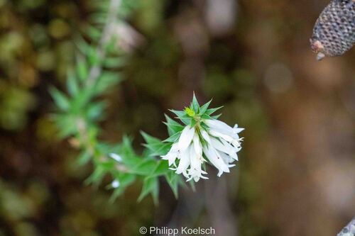 Epacris calvertiana, 2026-09-12