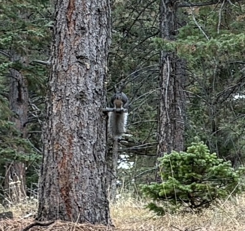 Abert's Squirrel observed by mgshirley