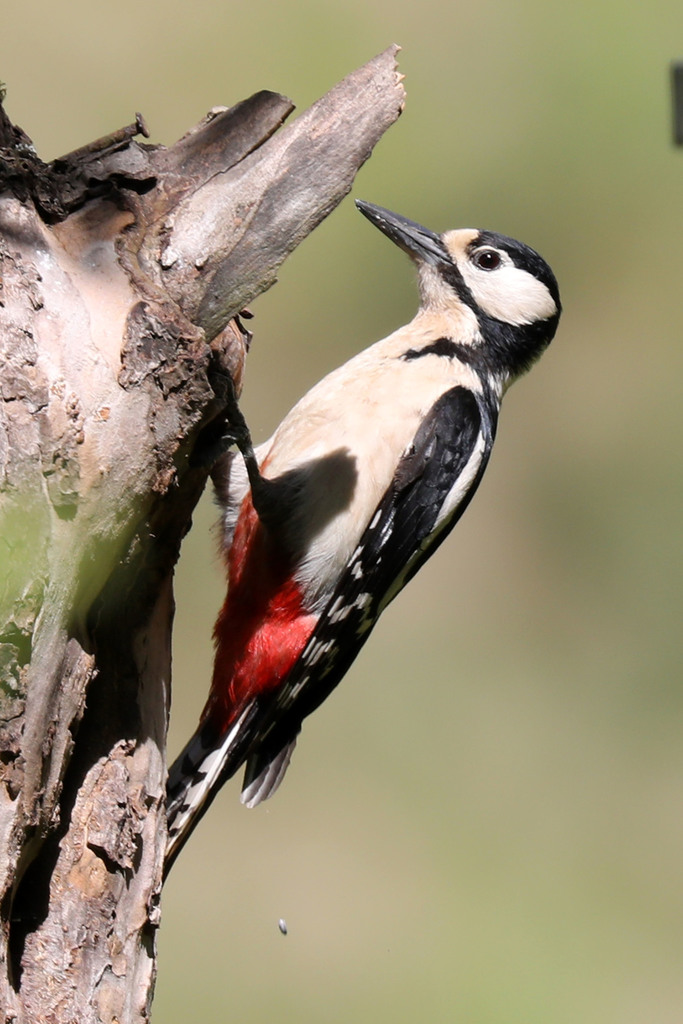 Great Spotted Woodpecker from Saale Orla Kreis, Thüringen, Germany on
