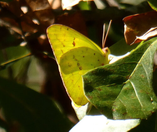Cloudless Sulphur