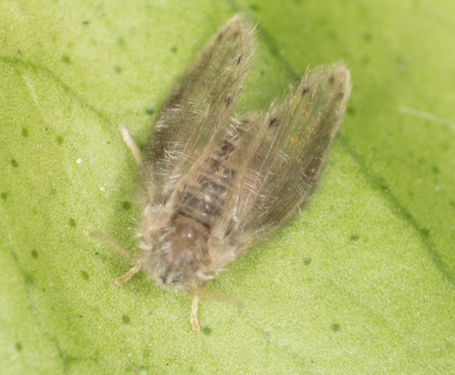 Psychodidae