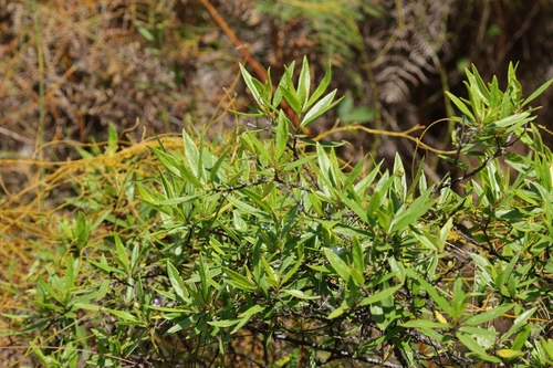 Varronia bahamensis observed 2026-10-12