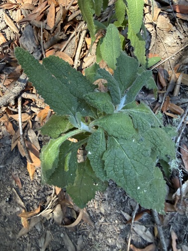 Lepechinia calycina observed 2026-10-13