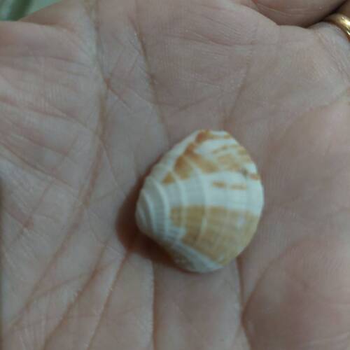 Chione cancellata observed 2026-10-07
