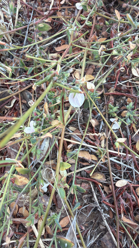 Acmispon americanus observed 2026-10-09