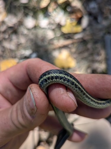 Butler's Garter Snake