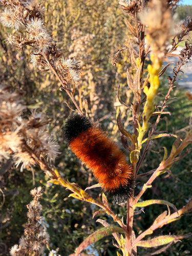 Isabella Tiger Moth