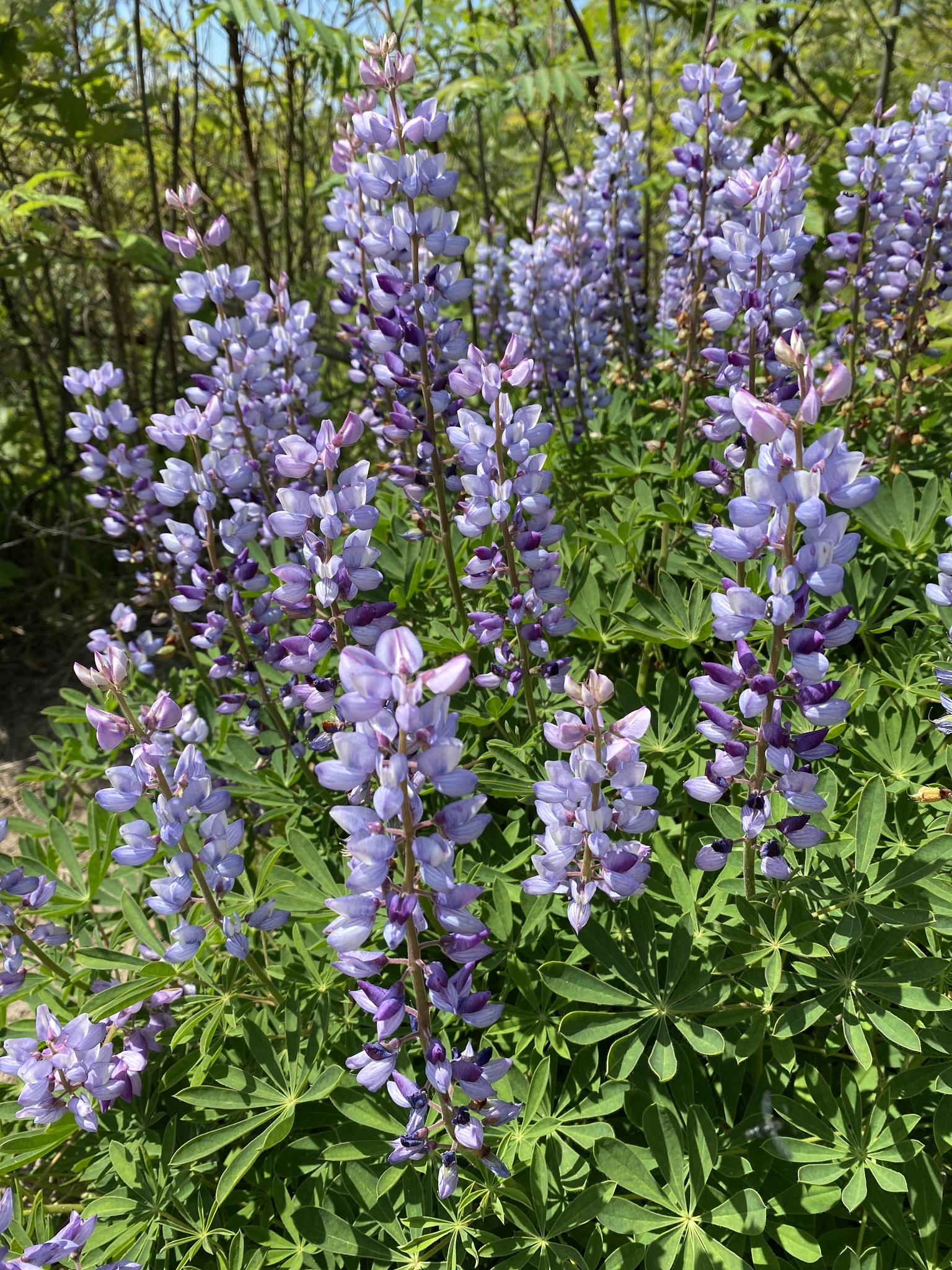 Lupinus perennis ssp. perennis