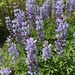 Northern Sundial Lupine - Photo (c) Ron Seman-IndianaDunesHiking, some rights reserved (CC BY-NC), uploaded by Ron Seman-IndianaDunesHiking
