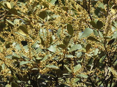 Clethra rosei