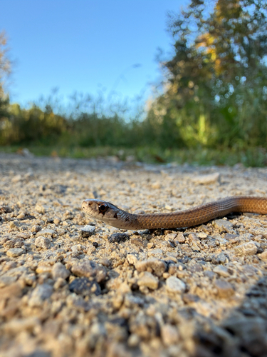 DeKay's Brownsnake