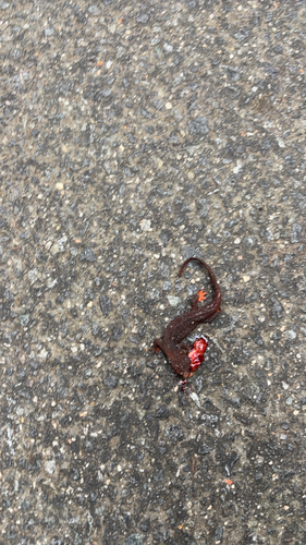 Rough-skinned Newt observed by kashkaushik
