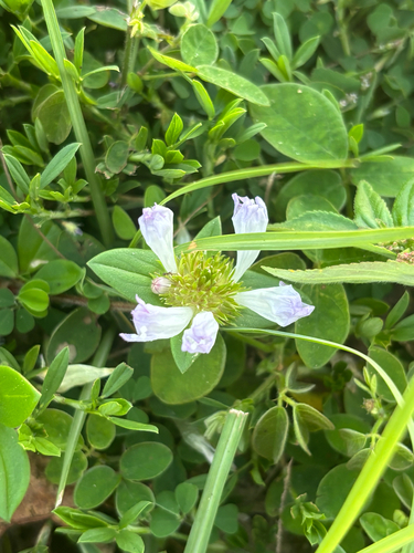 largeflower Mexican clover