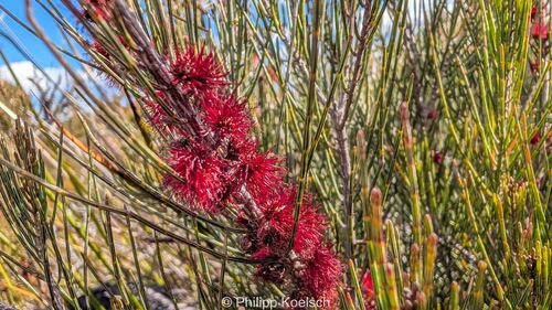 Allocasuarina nana observed 2026-09-12