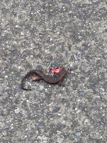Rough-skinned Newt observed by pikpixz_photography