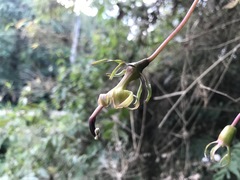 Burmeistera succulenta