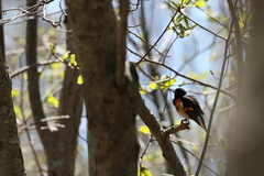 Setophaga ruticilla image