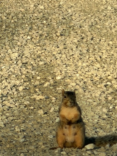 Eastern Fox Squirrel