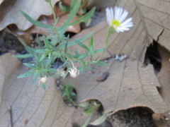 Erigeron exilis