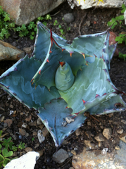 Agave colorata