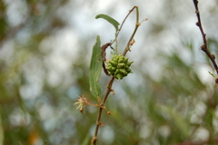 Byttneria filipes
