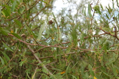 Byttneria filipes
