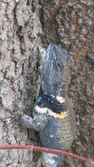 Sceloporus mucronatus