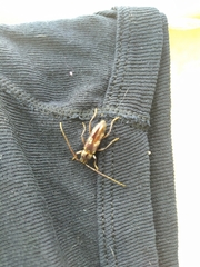 Enaphalodes coronatus