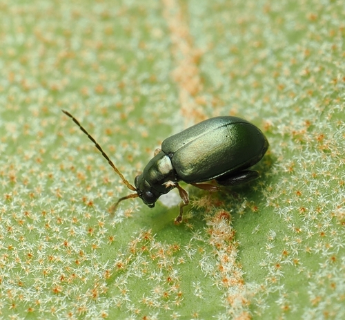 Aphthona observed 2026-10-03