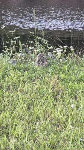 Burrowing Owl