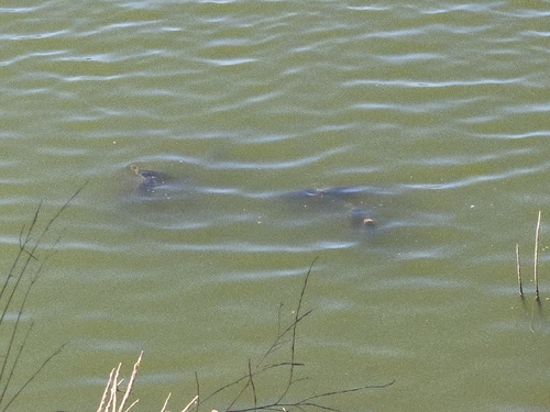 European Carp