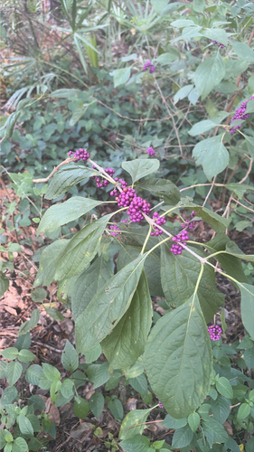American beautyberry