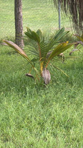 coconut palm