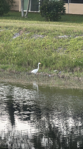 Great Egret
