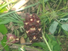 Bdallophytum americanum