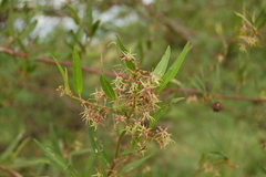 Byttneria filipes