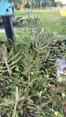 Alligator plant