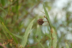 Byttneria filipes