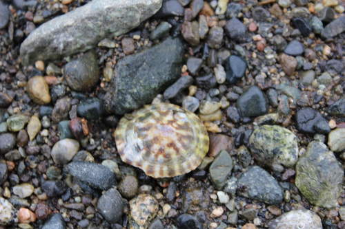 Lottia scutum observed 2026-10-13