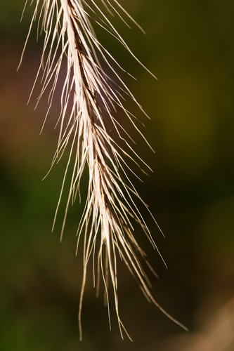 Elymus villosus, 2026-10-05