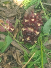 Bdallophytum americanum