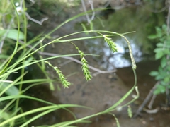 Carex prasina